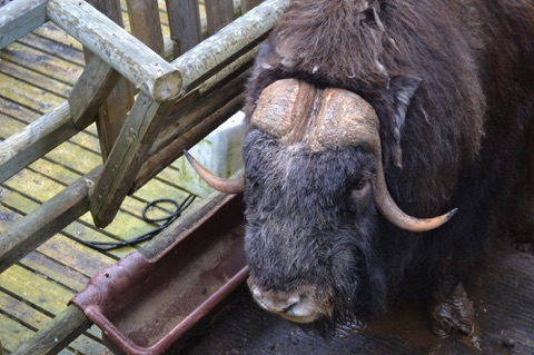 Musk ox at viewing platform